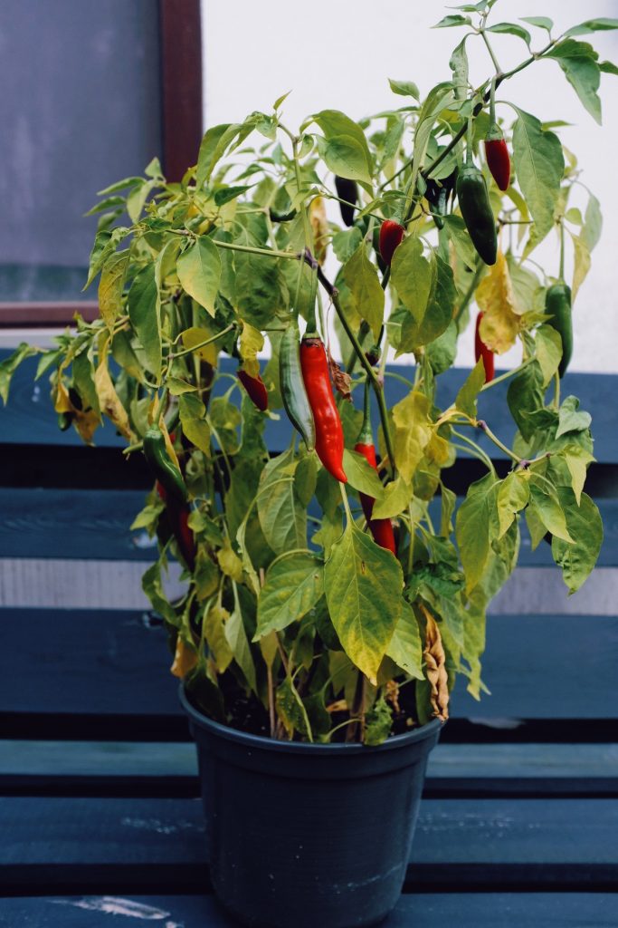 chili Pflanze auf Fensterbank
